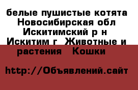 белые пушистые котята - Новосибирская обл., Искитимский р-н, Искитим г. Животные и растения » Кошки   